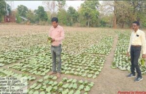 तेन्दूपत्ता संग्रहण की नई पहल से अबुझमाड़ के 22 गांवों को मिला लाभ